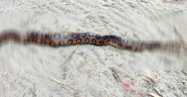 চাঁদপুরের মতলব উত্তর উপজেলার এখলাসপুর ইউনিয়নে আবারও রাসেলস ভাইপার (চন্দ্রবোড়া) বিষাক্ত সাপের সন্ধান পাওয়া গেছে। পরে স্থানীয়রা সাপটিকে পিটিয়ে হত্যা করে।